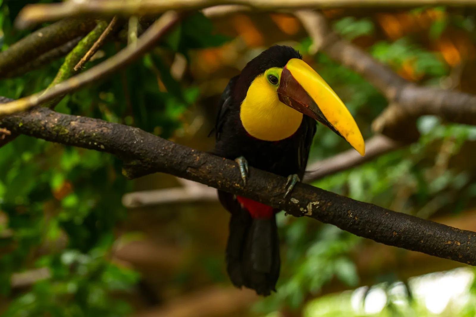 Keel-billed toucan perched on a branch